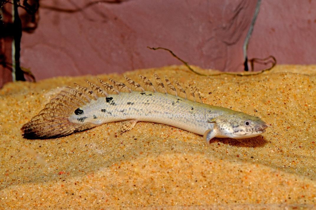 Polypterus   (Bichir)