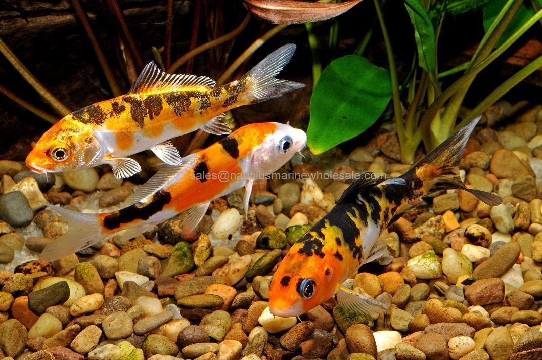 Koi , Small 3"-4"