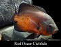 Red Chili Oscar Cichlid