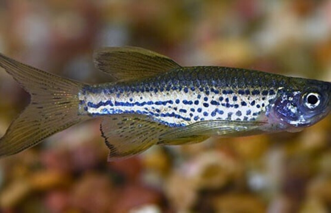 Longfin Leopard Danio