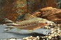 Flagtail Porthole Catfish
