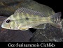 Geophagus Surinamensis Cichlid