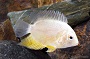 Gold Severum Cichlid