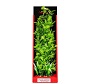 AT VIBRANT GREEN PLANT 16''