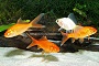 Goldfish Feeders