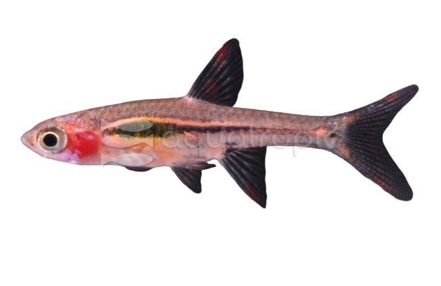 Chili Rasbora