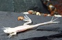 Albino Dwarf African Frog