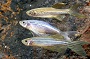 Assorted Longfin Danio