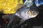 Blue Oranda Goldfish