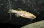 Gold Zebra Danio