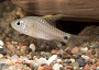 Drape Fin Barb