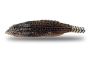 Reticulated Hillstream Loach