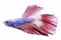 Double Tail Halfmoon Male Betta