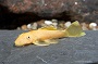Lemon Blue Eye Bristle Pleco