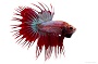 Crowntail Dragonscale Betta - M