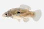 Florida Flagfish