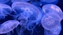 Moon Jellyfish