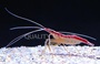 Scarlet Skunk Cleaner Shrimp