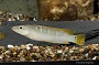 Green Dwarf Pike Cichlid