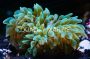 Green Bulb Sea Anemone