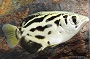 Burmese Clouded Archer Fish