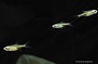 Green Kubotai Rasbora