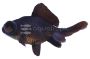 Black Moor Goldfish
