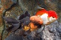 Oranda Goldfish - Med
