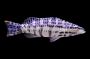 Lantern Basslet