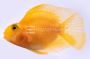 Yellow Parrot Cichlid