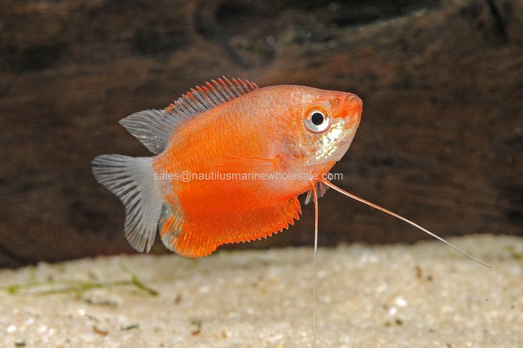 Flame Honey Gouramis