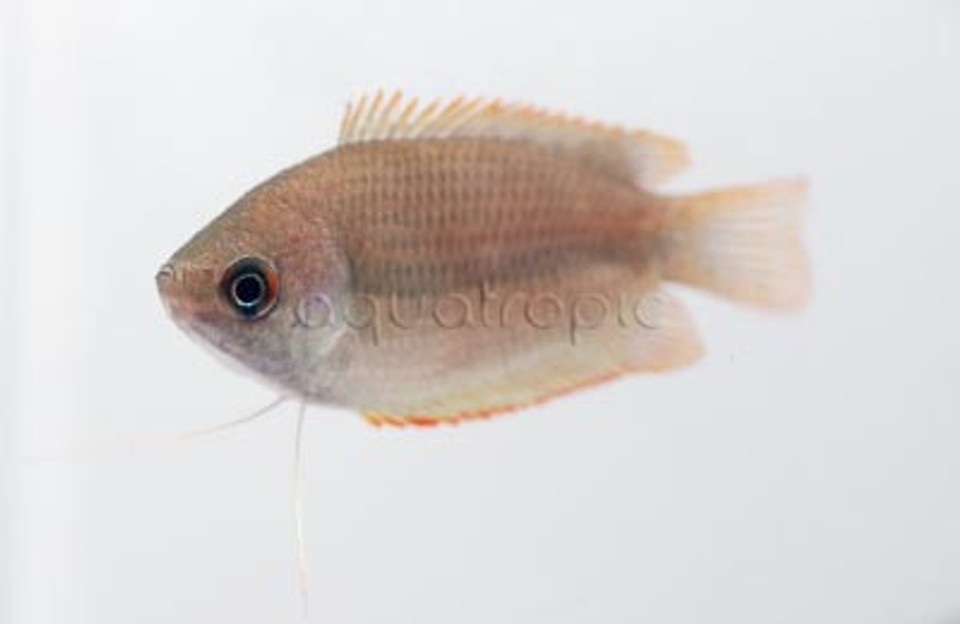 Red Honey Gouramis