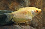 Gold Gouramis