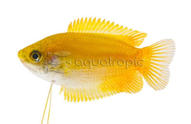 Gold Honey Gouramis