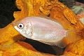 Kissing Gouramis