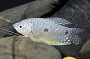 Lavender Gouramis