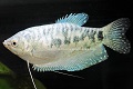 Opaline Blue Gouramis