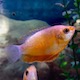Sunset Thick Lipped Gouramis
