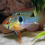 Blue Ram Cichlid