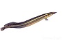 Spiny Peacock Eel