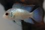 Electric Blue Acara - Med