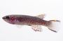 Gardneri Killifish