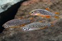 Galaxy Rasbora