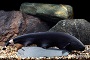 Black Ghost Knifefish -Med