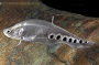 Clown Knifefish - M