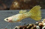 Assorted Fancy  Guppy