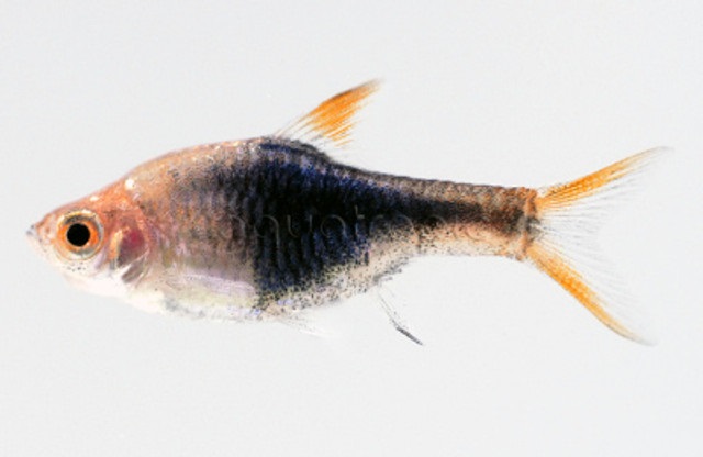 Purple Harlequin Rasbora