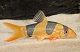 Clown Loach - M