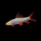 Rainbow Shark Glofish