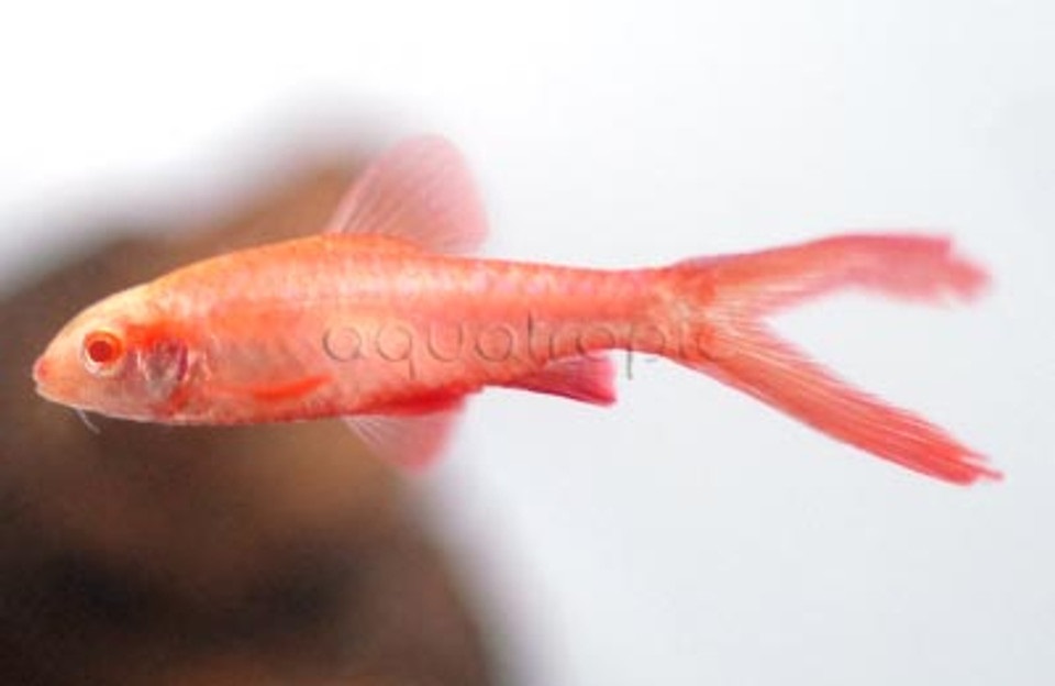Albino Veiltail Cherry Barb